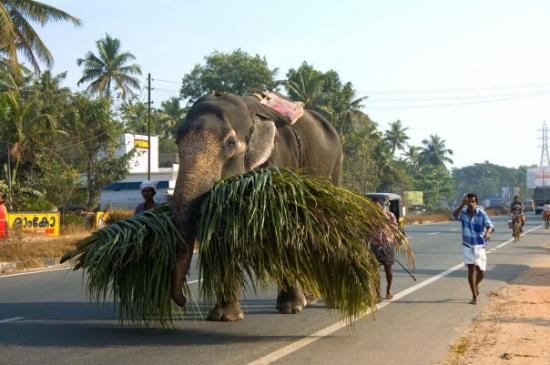 Cochin-Kochi