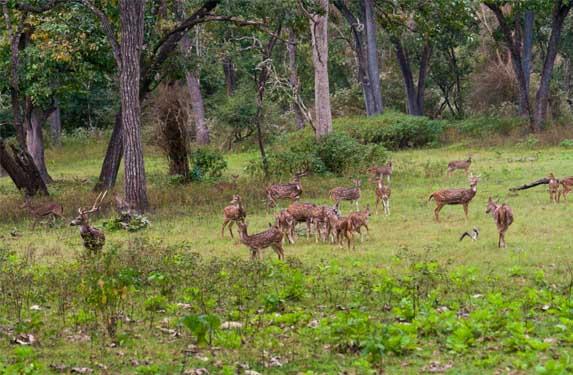 Cochin - Munnar